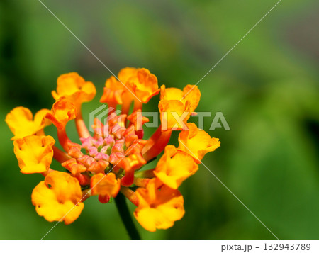 ランタナのオレンジ色の花 ランタナのオレンジ色の花 132943789