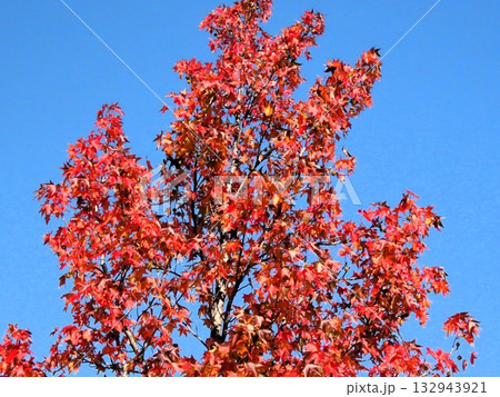 青空に映えるアメリカフウの紅葉：紅葉楓：山田池公園 132943921
