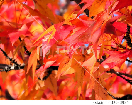 青空に映えるアメリカフウの紅葉：紅葉楓：山田池公園 132943924