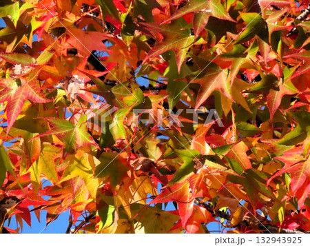青空に映えるアメリカフウの紅葉：紅葉楓：山田池公園 132943925