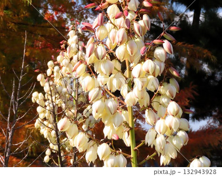 秋の花:キミガヨラン(ユッカ):山田池公園 秋の花:キミガヨラン(ユッカ):山田池公園 132943928