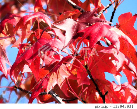 青空に映えるアメリカフウの紅葉:紅葉楓:山田池公園 青空に映えるアメリカフウの紅葉:紅葉楓:山田池公園 132943931