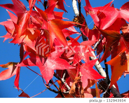 青空に映えるアメリカフウの紅葉：紅葉楓：山田池公園 132943934