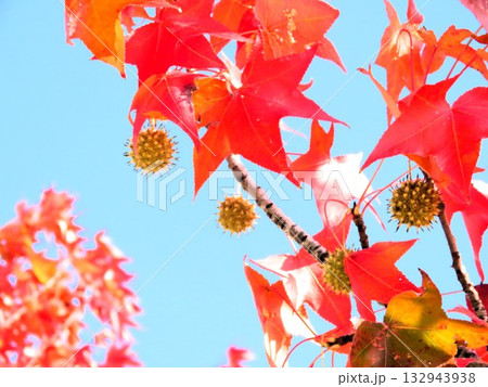 青空に映えるアメリカフウの紅葉:紅葉楓:山田池公園 青空に映えるアメリカフウの紅葉:紅葉楓:山田池公園 132943938
