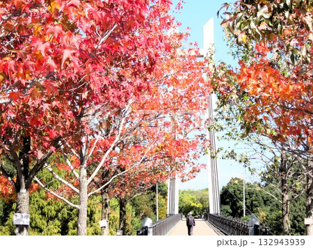 青空に映えるアメリカフウの紅葉：紅葉楓：山田池公園 132943939