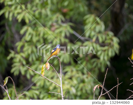 木の枝に止まるジョウビタキ 132944060