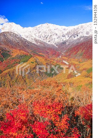 秋の岩岳マウンテンリゾートからの三段紅葉 132944336