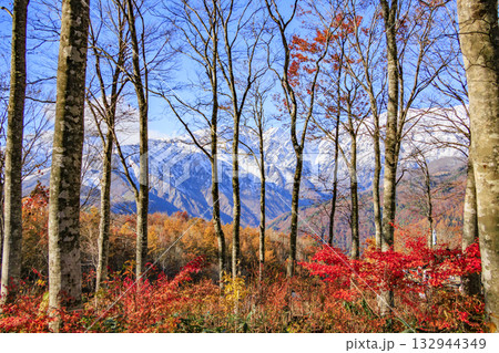 秋の岩岳マウンテンリゾートからの三段紅葉 132944349