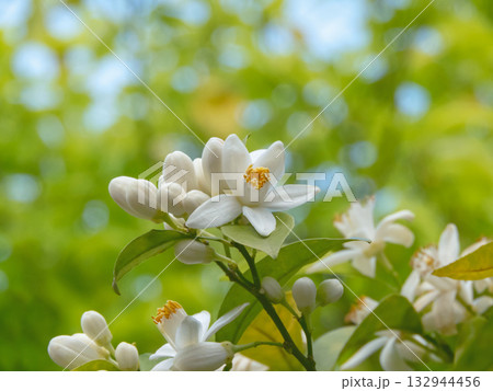 Orange Tree flowers. White citrus blossoms. Orange Tree flowers. White citrus blossoms. 132944456