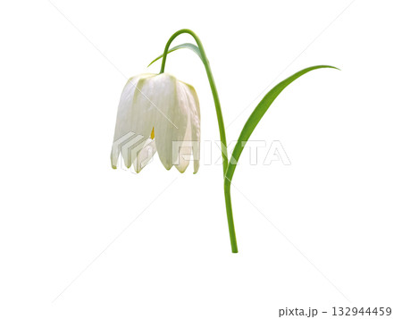 Spring bell shaped white flower isolated on white. Decorative fritillaria. 132944459