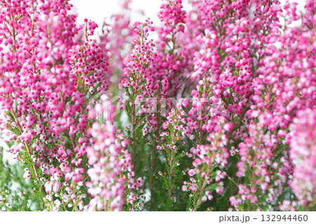 Pink heather floral background with soft focus 132944460