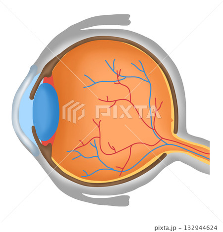 Basic Human Eye Anatomy Diagram, Healthy Eyeball Cross Section Basic Human Eye Anatomy Diagram, Healthy Eyeball Cross Section 132944624
