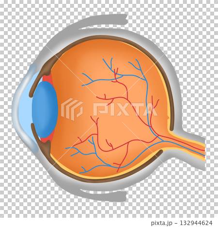Basic Human Eye Anatomy Diagram, Healthy Eyeball Cross Section Basic Human Eye Anatomy Diagram, Healthy Eyeball Cross Section 132944624