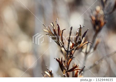 Weigela florida is a deciduous shrub of the honeysuckle family, native to East Asia. It produces tubular red flowers from May to June and is widely grown as an ornamental garden plant.  132944635