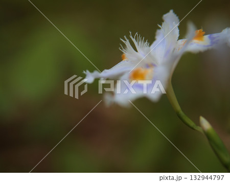 4月に美しく咲いた可憐なシャガの花 132944797
