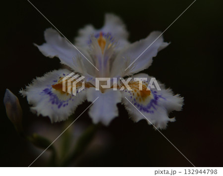 4月に美しく咲いた可憐なシャガの花 132944798