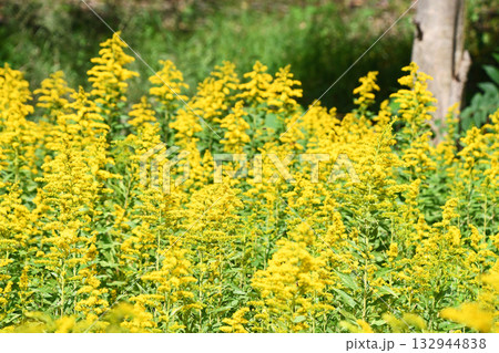 セイタカアワダチソウ（背高泡立草） 132944838