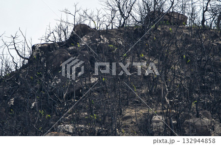 山火事のあと〜岡山市南区 132944858