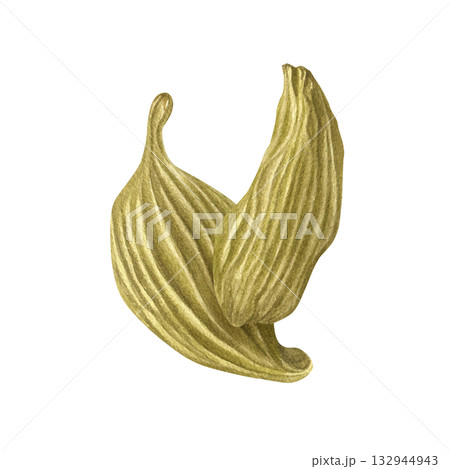 Two cardamom pods watercolor illustration on isolated background. Aromatic Indian dried spice seeds for drink and cooking. Exotic seasoning ingredient composition for recipe decor, beverage poster. 132944943