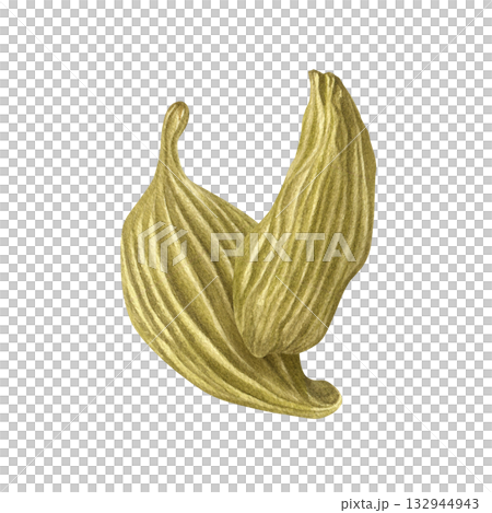 Two cardamom pods watercolor illustration on isolated background. Aromatic Indian dried spice seeds for drink and cooking. Exotic seasoning ingredient composition for recipe decor, beverage poster. 132944943