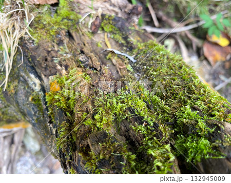Moss growing wild in the forest on tree roots, macro Moss growing wild in the forest on tree roots, macro 132945009