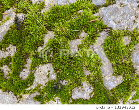 Abstract Stone Background With Moss. Abstract Stone Background With Moss. 132945012