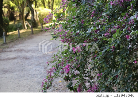 道の脇のピンクの萩の花の咲く風景 132945046