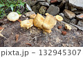 Cluster of yellowish wild mushrooms growing on decayed wood near stones, showcasing natural forest fungi life and texture. Cluster of yellowish wild mushrooms growing on decayed wood near stones, showcasing natural forest fungi life and texture. 132945307