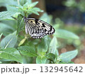 蝶々 132945642