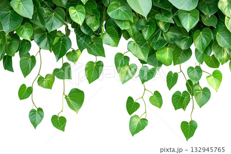 Green leaves jungle vine hanging isolated on white background transparent PNG clipart. Green leaves jungle vine hanging isolated on white background transparent PNG clipart. 132945765