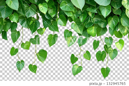 Green leaves jungle vine hanging isolated on white background transparent PNG clipart. Green leaves jungle vine hanging isolated on white background transparent PNG clipart. 132945765