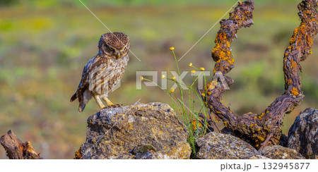 Little Owl, Spain 132945877