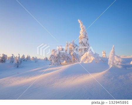 Northern winter landscape before sunset. Soft winter light. Trees covered with snow. 132945891
