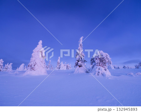 Northern winter landscape during sunset. Trees covered with snow. Winter wonderland. 132945893