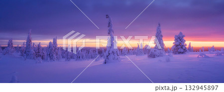 Lapland, Finland. Winter landscape during sunset. North. Trees covered with snow.  132945897