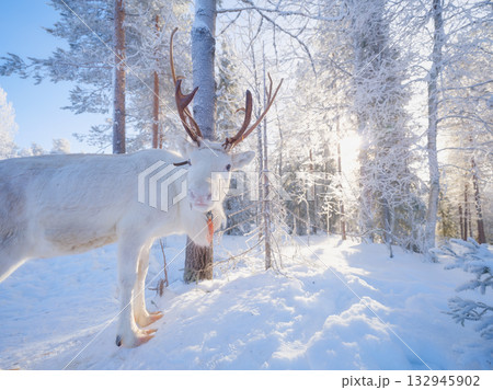 Reindeer in the winter forest. Animals beyond the Arctic Circle. Scandinavian countries. 132945902