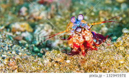 Mantis Shrimp, Sulawesi Mantis Shrimp, Sulawesi 132945978