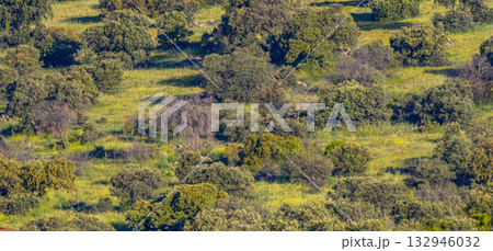 Mediterranean Forest, Spain Mediterranean Forest, Spain 132946032