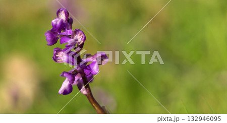 Wildflower, Sierra de Guadarrama National Park, Spain 132946095