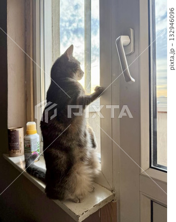 Cute gray cat sitting on a windowsill and watching the sunrise through the window. Cute gray cat sitting on a windowsill and watching the sunrise through the window. 132946096