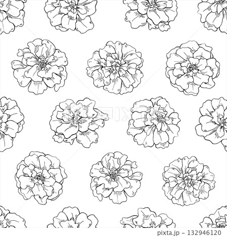 Vector Marigold flower head seamless isolated pattern in linear style. Monochrome blooming tagetes flowers line art black ink ornate. Floral illustration for Diwali decor, Day of the Dead ofrendas Vector Marigold flower head seamless isolated pattern in linear style. Monochrome blooming tagetes flowers line art black ink ornate. Floral illustration for Diwali decor, Day of the Dead ofrendas 132946120