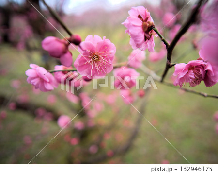 3月に咲いた美しい紅梅 3月に咲いた美しい紅梅 132946175