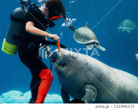 2008.10.25 鳥羽水族館のマナティー 132946315
