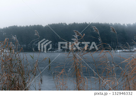 Frosty Reeds on a Frozen Lake Shore in Winter Fog 132946332