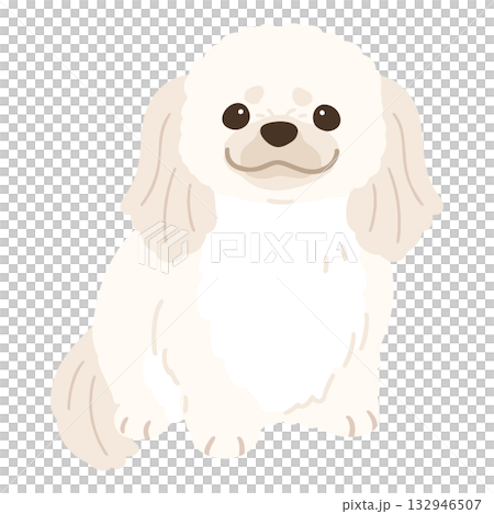 正面を向いてお座りするシンプルで可愛い白いペキニーズのイラスト　主線なし 132946507