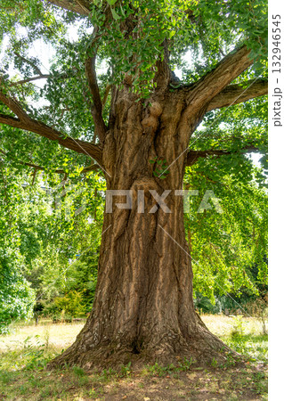 Ginkgo biloba tree with green leaves in summer Ginkgo biloba tree with green leaves in summer 132946545
