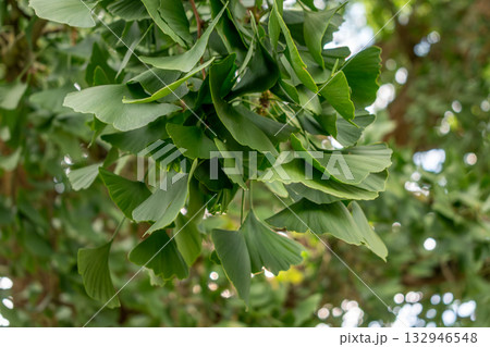 Ginkgo biloba tree with green leaves in summer 132946548