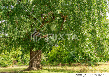 Ginkgo biloba tree with green leaves in summer 132946549