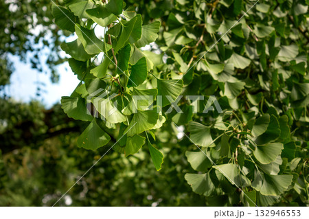 Ginkgo biloba tree with green leaves in summer Ginkgo biloba tree with green leaves in summer 132946553