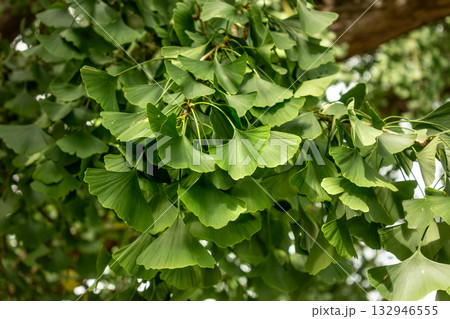 Ginkgo biloba tree with green leaves in summer 132946555